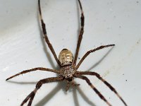 Argiope radon  DSC09867 edit